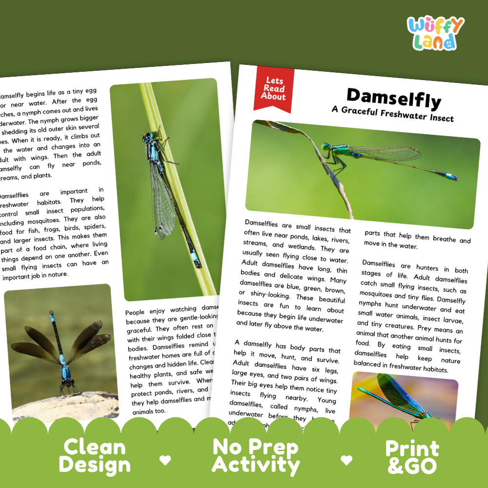 Damselfly Reading Passage and Questions Worksheets with Answer Key
