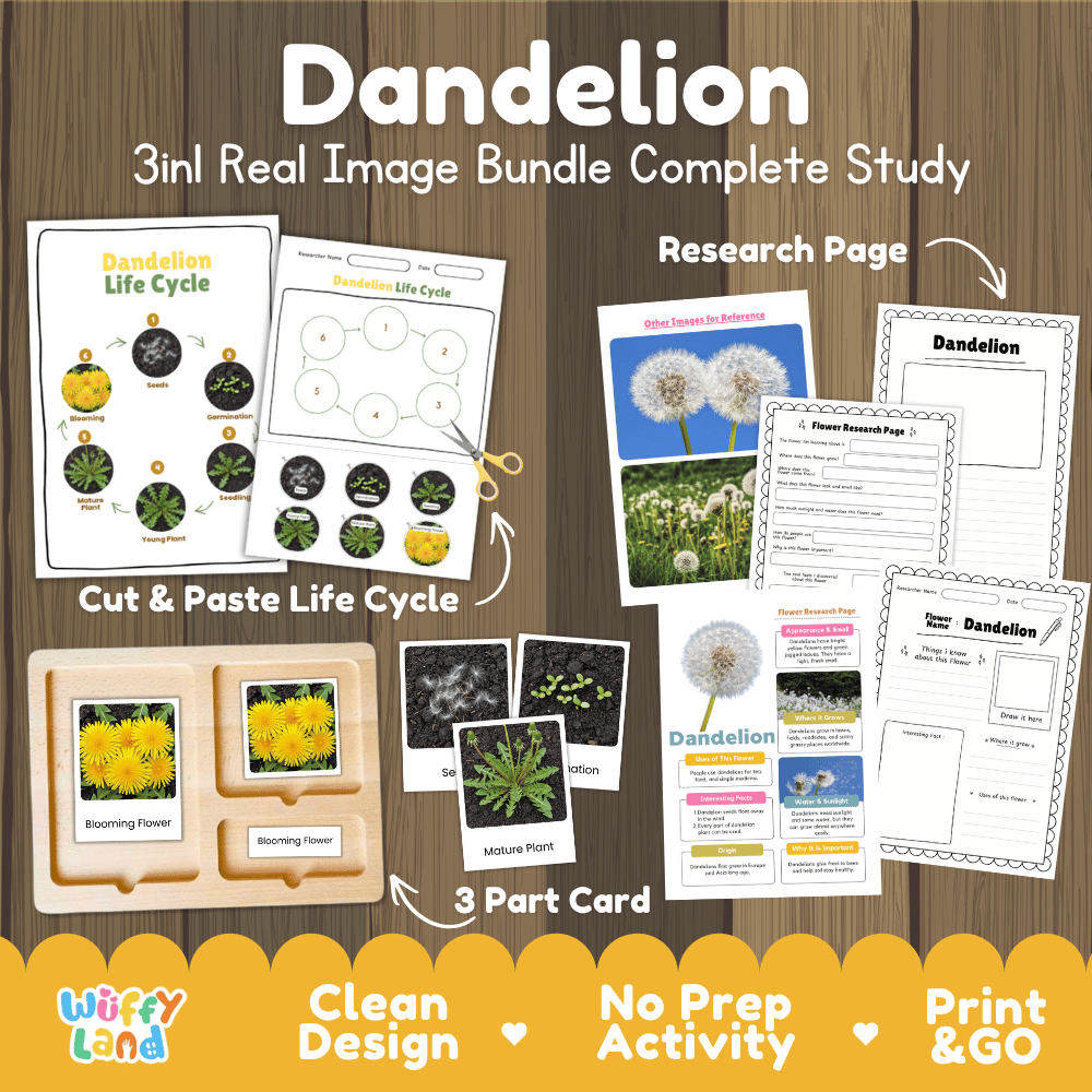 Dandelion flower 3in1 real image bundle complete study printable featuring life cycle cut and paste worksheets, Montessori 3-part cards, and research pages