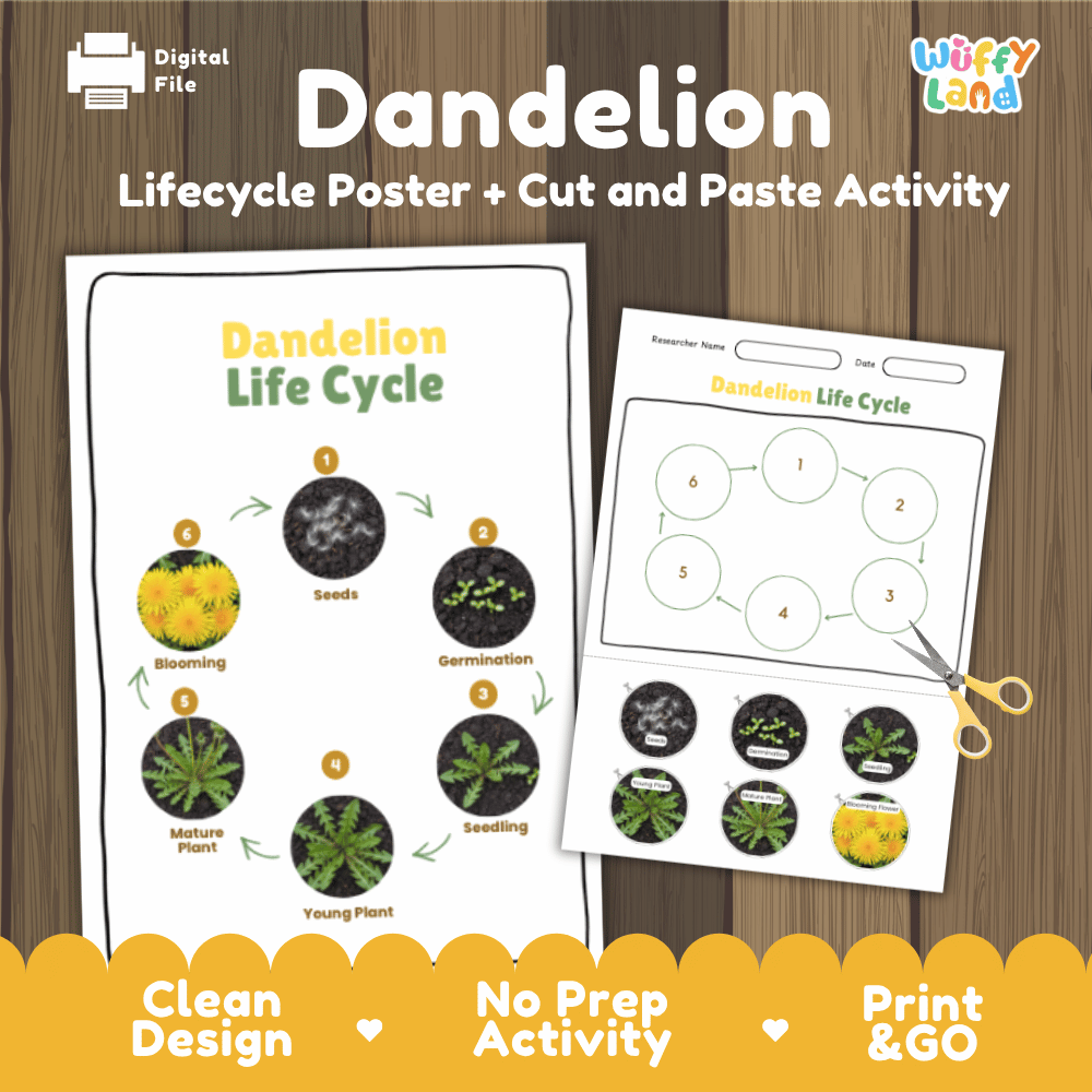 Dandelion Lifecycle Poster and Cut and Paste Activity Worksheets | Plant Science Printables