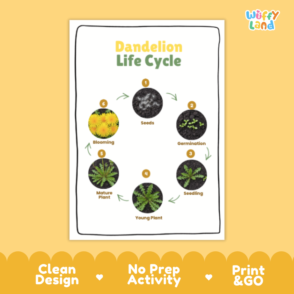 Dandelion Lifecycle Poster and Cut and Paste Activity Worksheets | Plant Science Printables