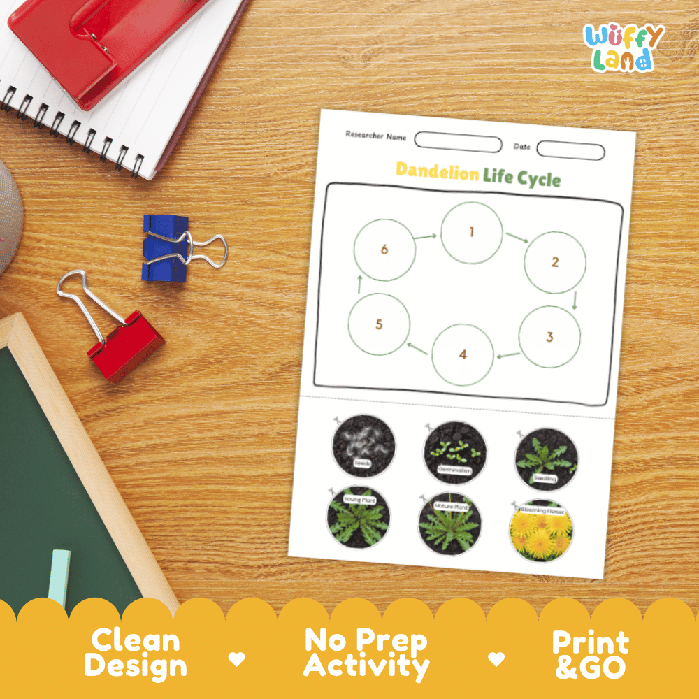Dandelion Lifecycle Poster and Cut and Paste Activity Worksheets | Plant Science Printables