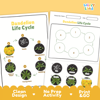 Dandelion Lifecycle Poster and Cut and Paste Activity Worksheets | Plant Science Printables
