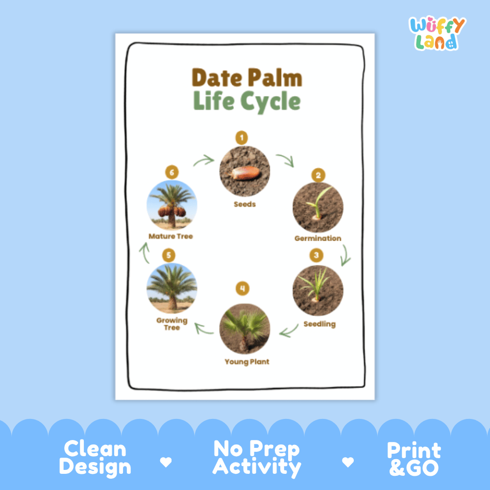 Date Palm Lifecycle Poster and Cut and Paste Activity Worksheets | Plant Science Printables