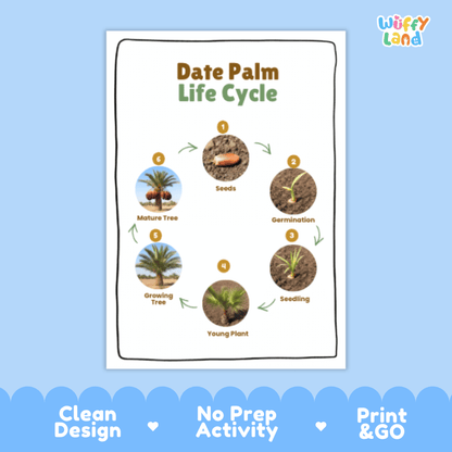 Date Palm Lifecycle Poster and Cut and Paste Activity Worksheets | Plant Science Printables