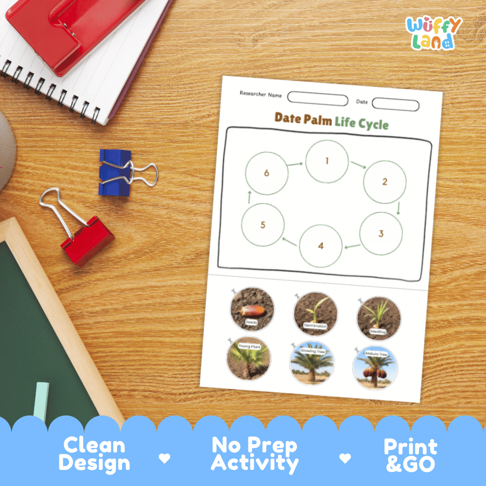 Date Palm Lifecycle Poster and Cut and Paste Activity Worksheets | Plant Science Printables