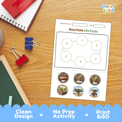 Date Palm Lifecycle Poster and Cut and Paste Activity Worksheets | Plant Science Printables