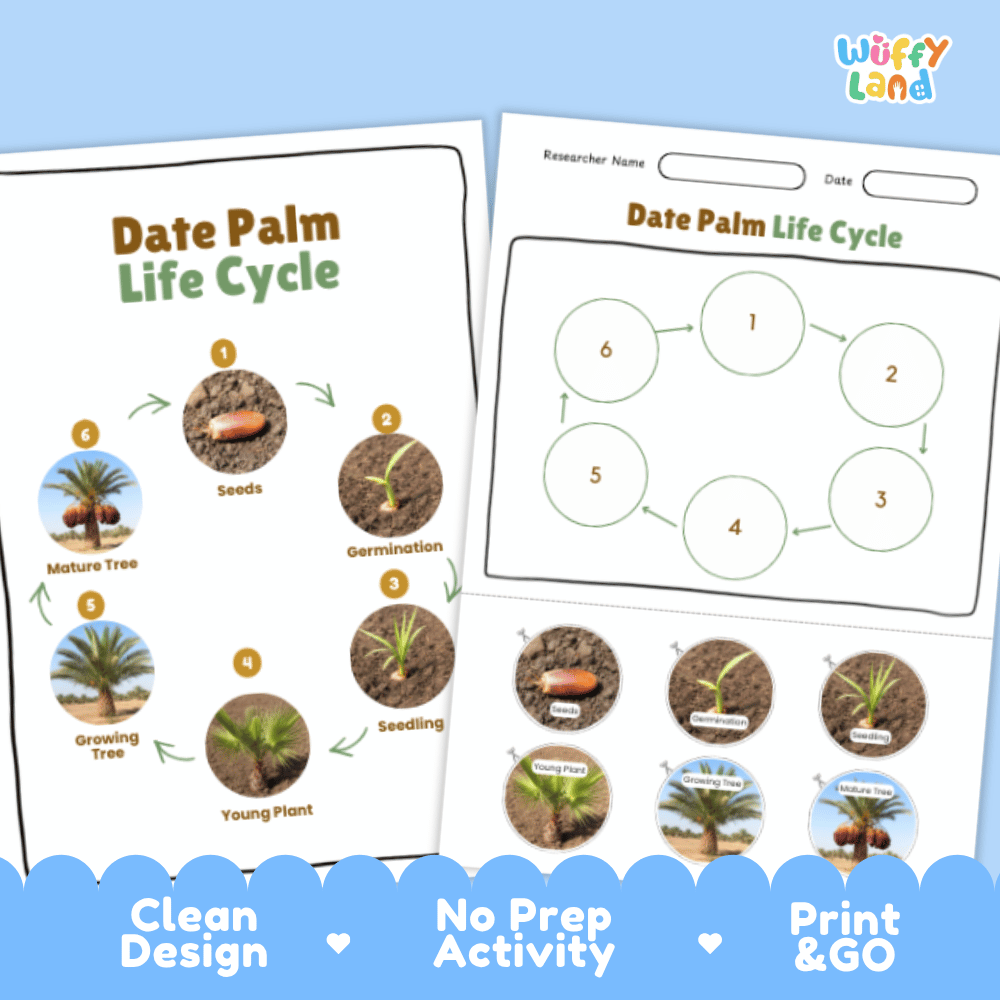 Date Palm Lifecycle Poster and Cut and Paste Activity Worksheets | Plant Science Printables