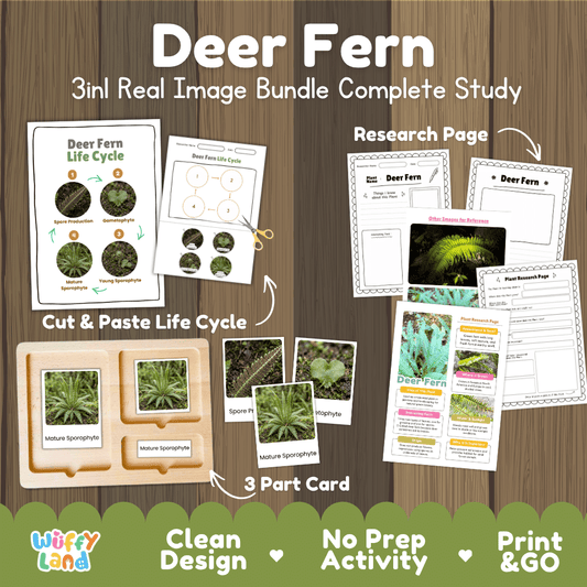 Deer fern plant 3in1 real image bundle complete study printable featuring life cycle cut and paste worksheets, Montessori 3-part cards, and research pages