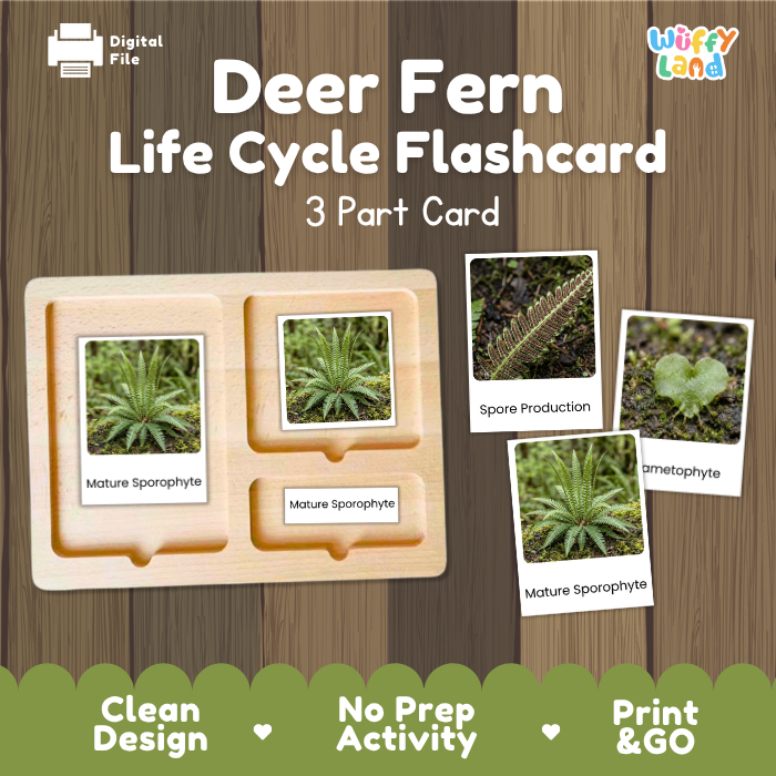 Deer Fern Life Cycle Flashcard set by Wiffy Land, featuring a 3-part wooden card tray and individual flashcards illustrating the moss and fern life cycle stages on a wood-grain background.