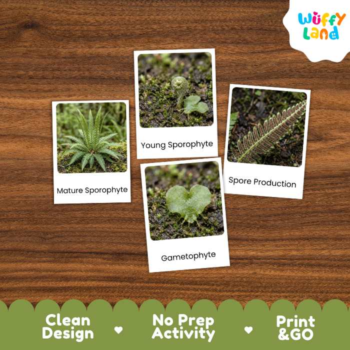 Deer Fern Life Cycle Flashcard 3 Part Card Montessori Science Printable