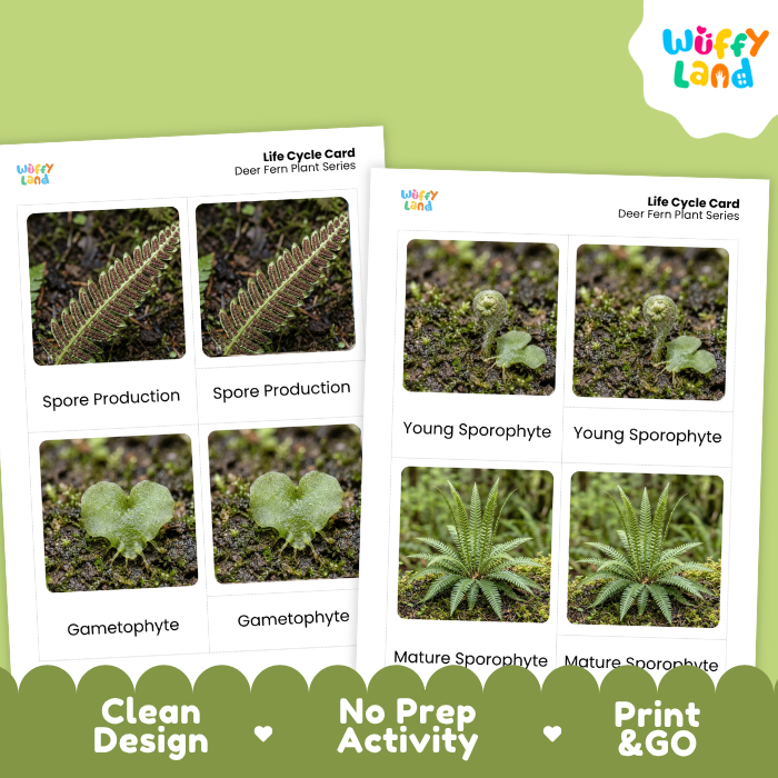 Two printed life cycle cards for a deer fern plant series shown on a light green background, with the Wiffy Land logo in the top right and a decorative green banner at the bottom reading Clean Design, No Prep Activity, and Print & Go.