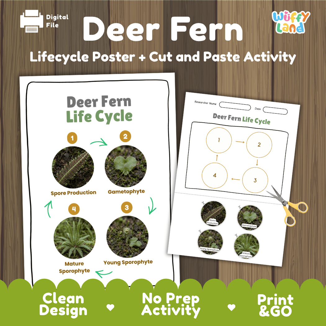 Deer Fern Life Cycle Poster and Cut and Paste Activity Worksheets