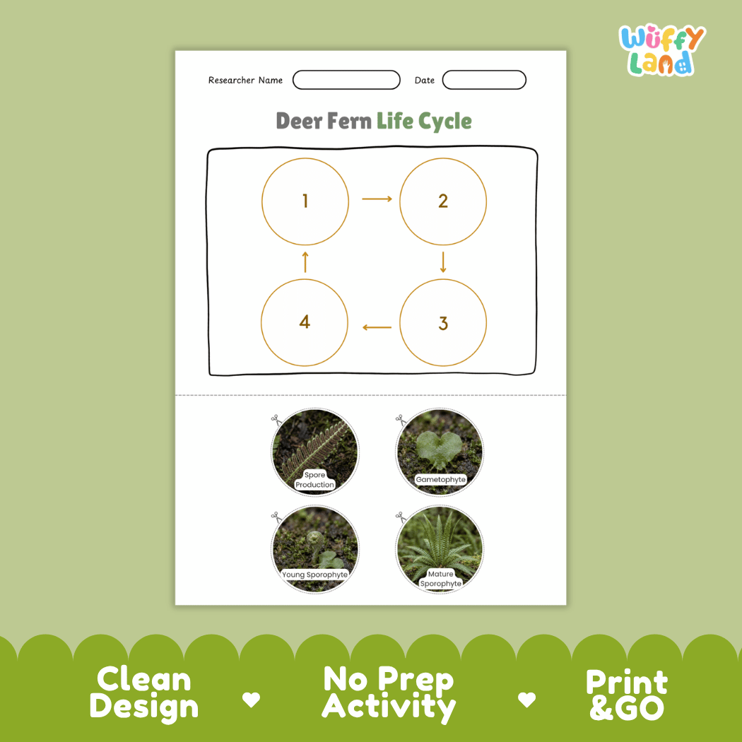 Deer Fern Life Cycle Poster and Cut and Paste Activity Worksheets