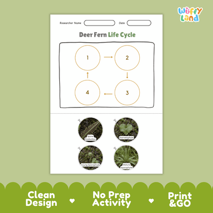 Deer Fern Life Cycle Poster and Cut and Paste Activity Worksheets
