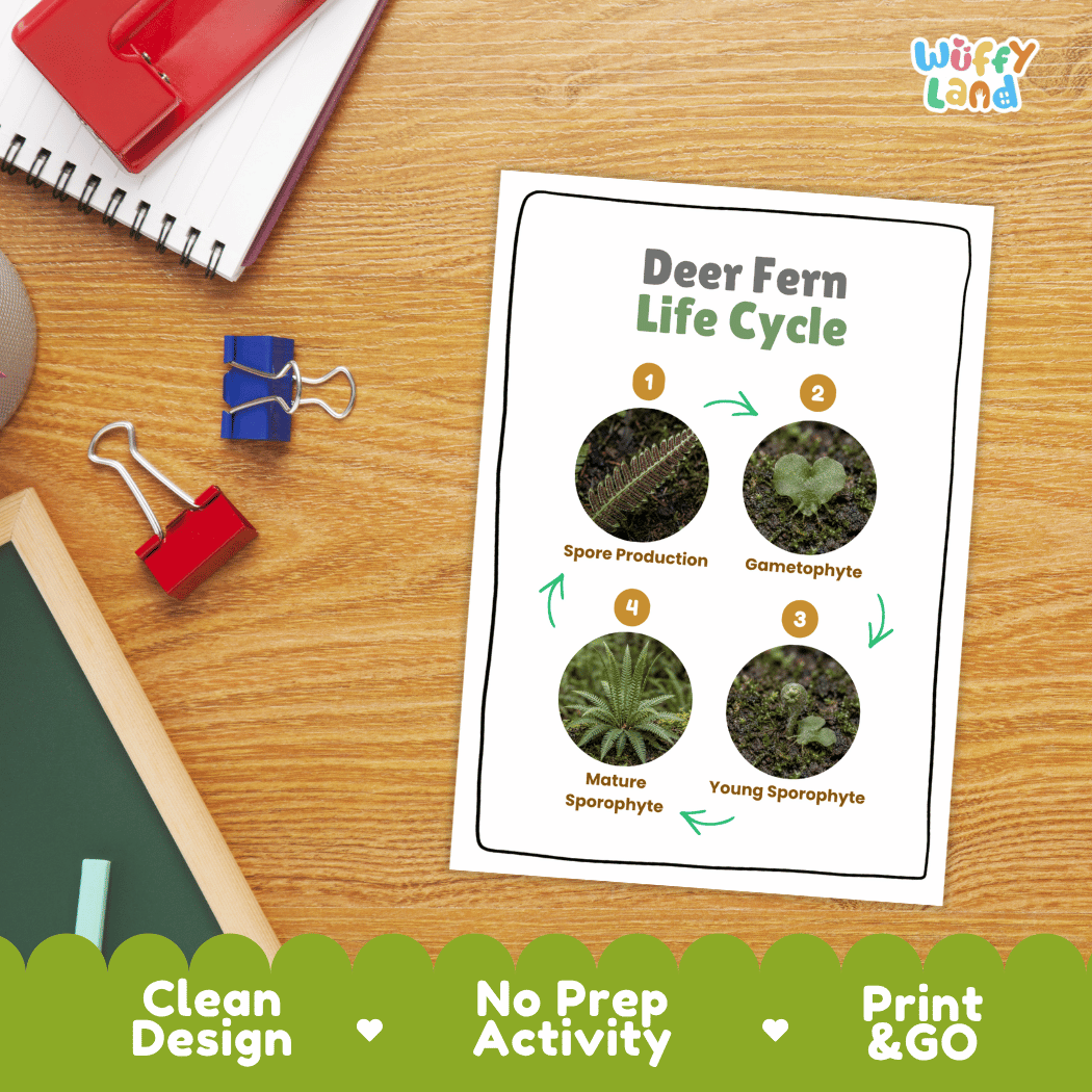 Deer Fern Life Cycle Poster and Cut and Paste Activity Worksheets