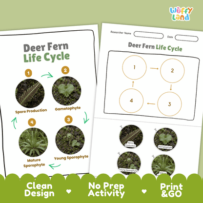 Deer Fern Life Cycle Poster and Cut and Paste Activity Worksheets