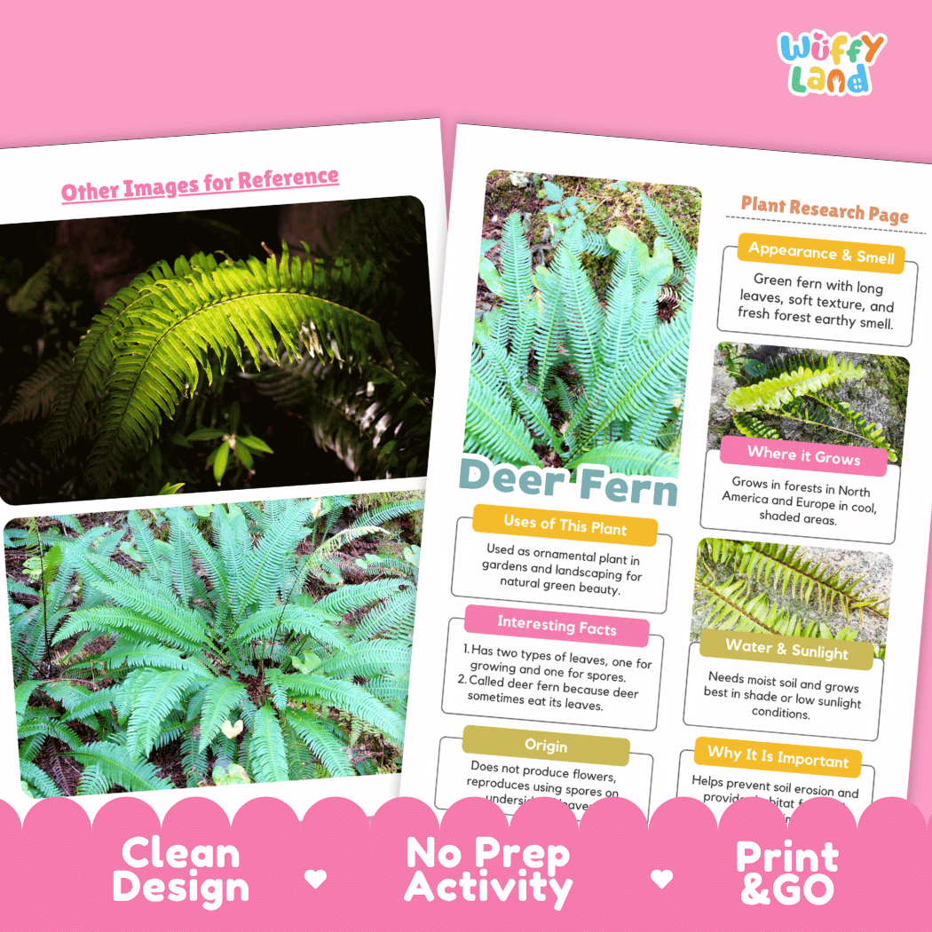 Deer Fern Plant Research Pages and Worksheets