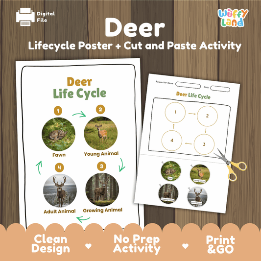 Deer Life Cycle Poster and Cut and Paste Activity Worksheets