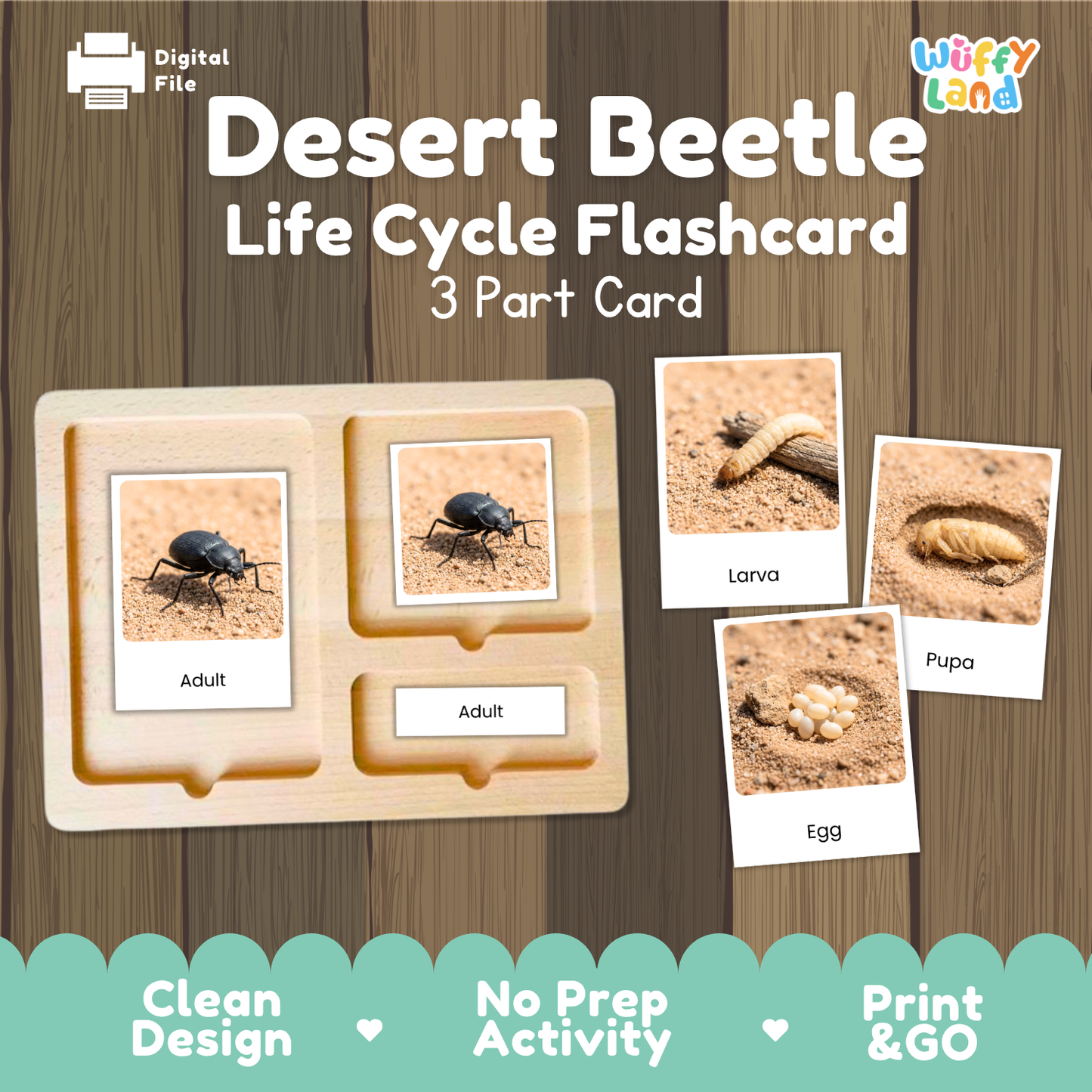 Desert Beetle Life Cycle Flashcard set by Wiffy Land, featuring a wooden 3-part card tray with images of adult beetles and stages of life cycle (larva, pupa, egg) on a wood-grain background.