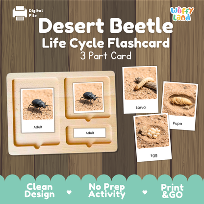 Desert Beetle Life Cycle Flashcard set by Wiffy Land, featuring a wooden 3-part card tray with images of adult beetles and stages of life cycle (larva, pupa, egg) on a wood-grain background.