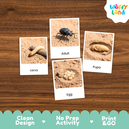 Desert Beetle Life Cycle Flashcard 3 Part Cards Science Activity Printable