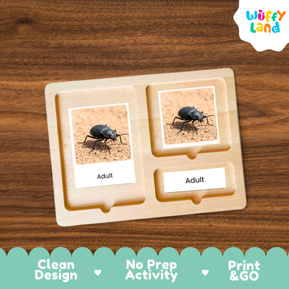 Desert Beetle Life Cycle Flashcard 3 Part Cards Science Activity Printable