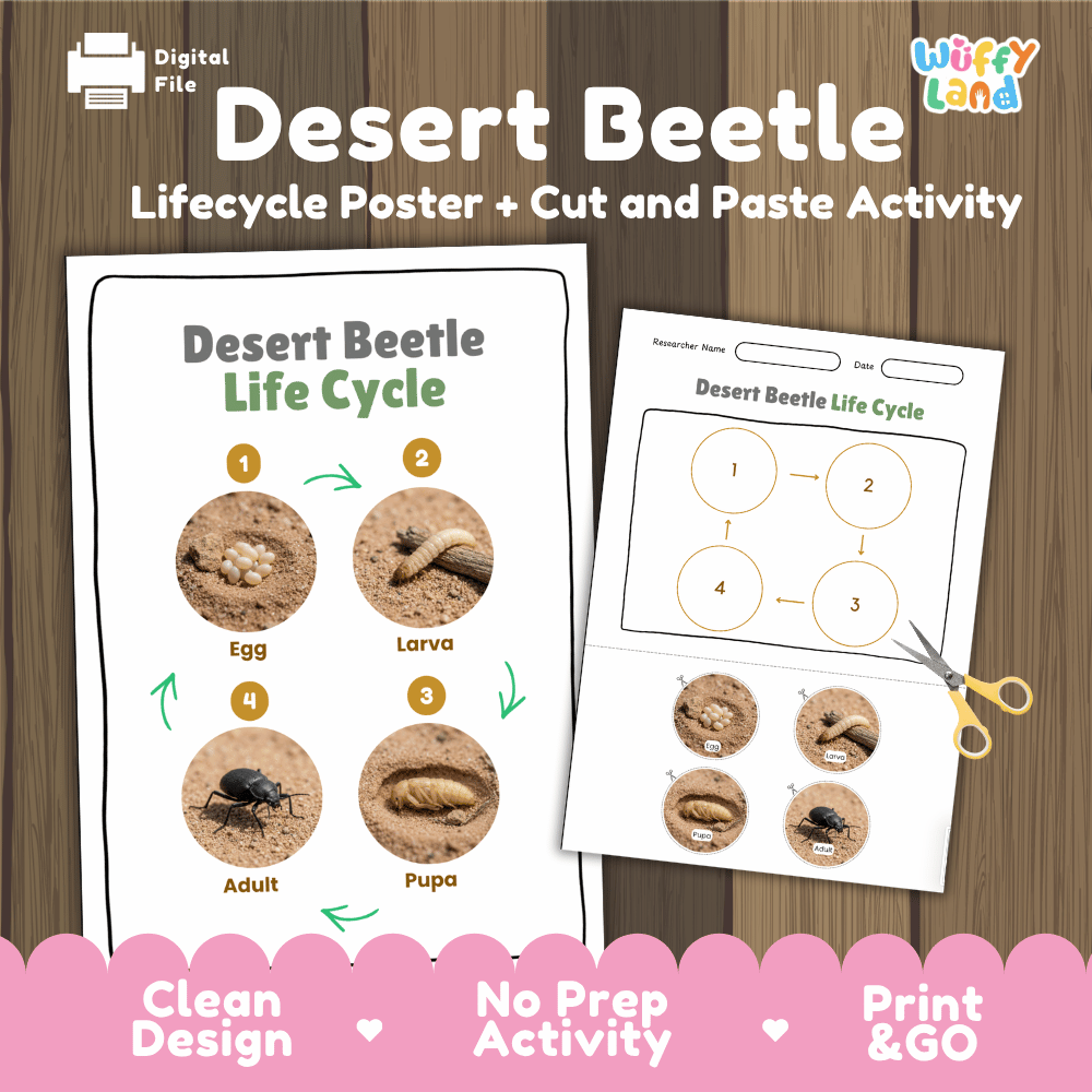 Desert Beetle Life Cycle Poster and Cut and Paste Activity Worksheets