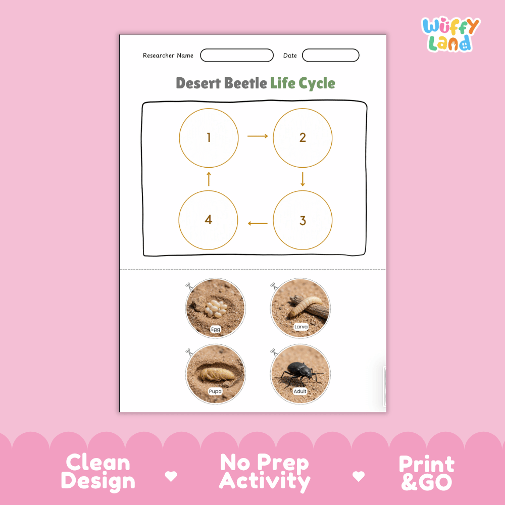 Desert Beetle Life Cycle Poster and Cut and Paste Activity Worksheets