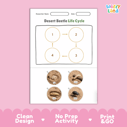 Desert Beetle Life Cycle Poster and Cut and Paste Activity Worksheets