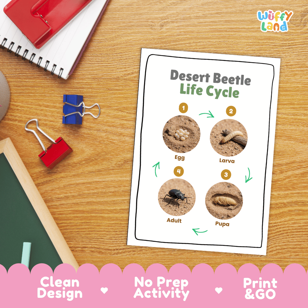 Desert Beetle Life Cycle Poster and Cut and Paste Activity Worksheets
