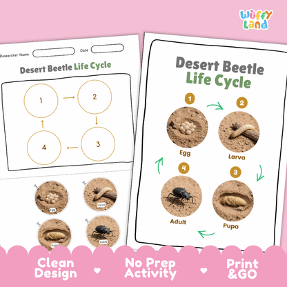 Desert Beetle Life Cycle Poster and Cut and Paste Activity Worksheets