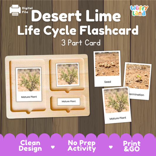 Montessori three-part cards featuring real photographs of desert lime tree growth stages including mature plant, young plant, and germination 🗂️🏷️