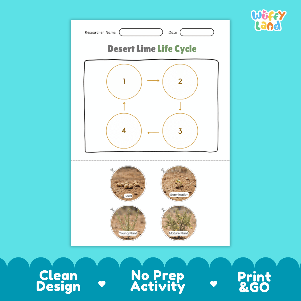 Desert Lime Life Cycle Poster and Cut and Paste Worksheet Activity