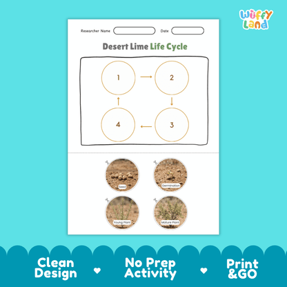 Desert Lime Life Cycle Poster and Cut and Paste Worksheet Activity