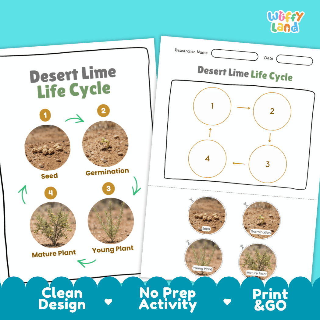 Desert Lime Life Cycle Poster and Cut and Paste Worksheet Activity