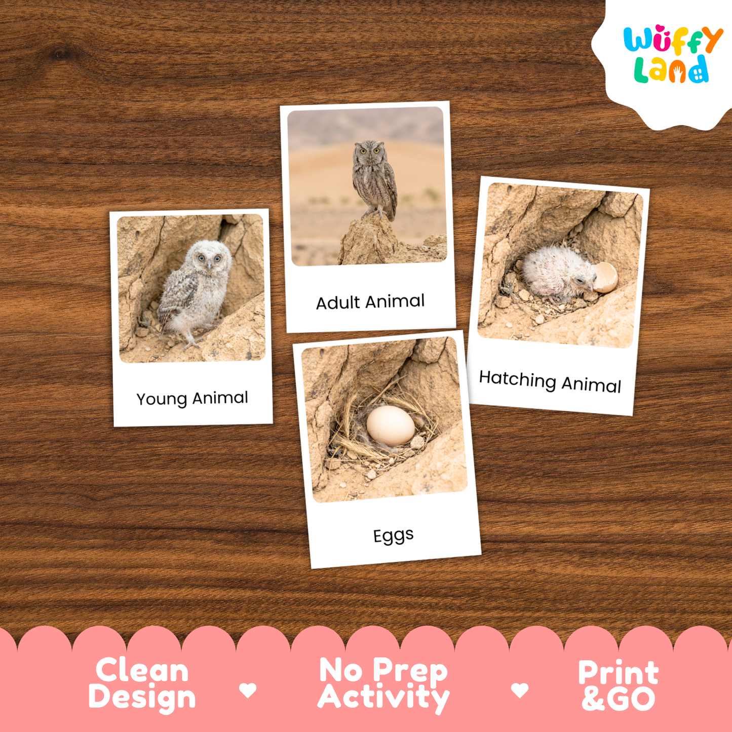 Desert Owl Life Cycle Flashcard 3 Part Cards Science Activity Printable