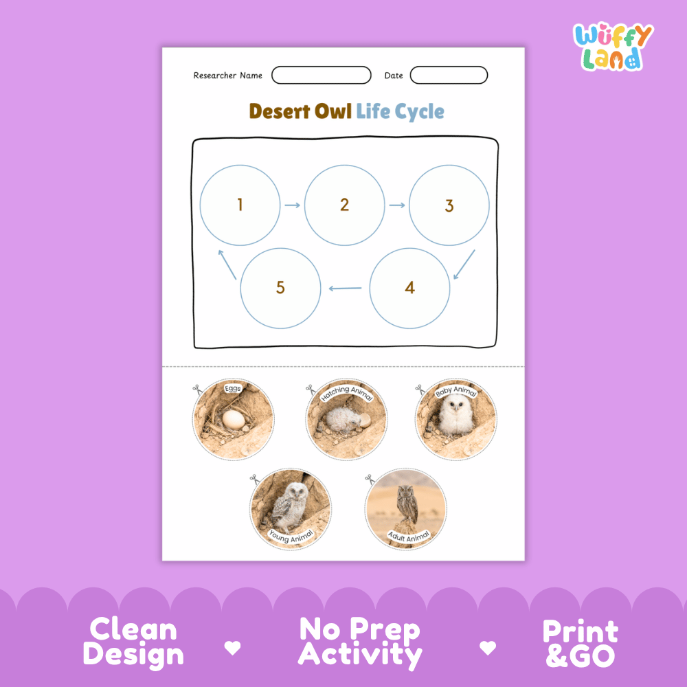 Desert Owl Life Cycle Poster and Cut and Paste Worksheet Activity