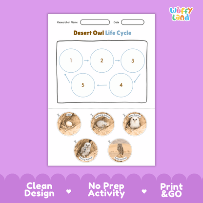 Desert Owl Life Cycle Poster and Cut and Paste Worksheet Activity