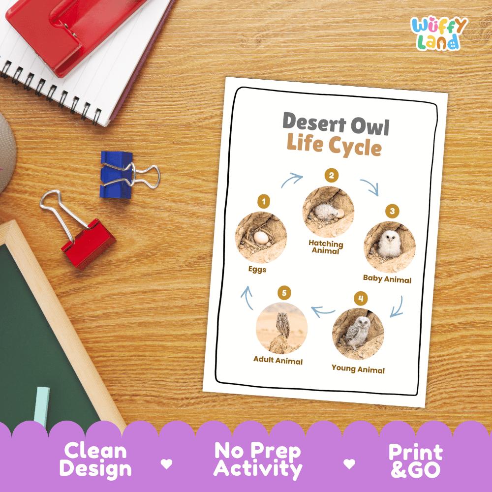 Desert Owl Life Cycle Poster and Cut and Paste Worksheet Activity