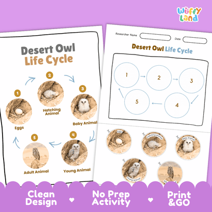 Desert Owl Life Cycle Poster and Cut and Paste Worksheet Activity