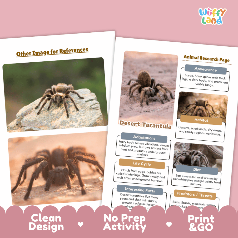 Desert Tarantula Animal Research Page and Worksheets