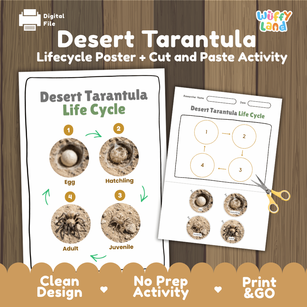 Desert Tarantula Life Cycle Poster and Cut and Paste Activity Worksheets