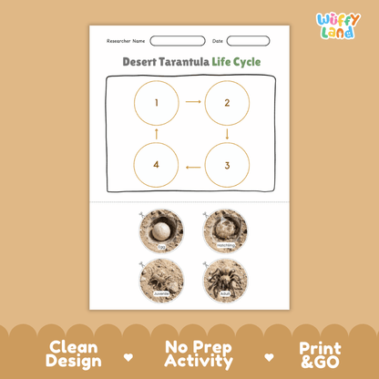 Desert Tarantula Life Cycle Poster and Cut and Paste Activity Worksheets