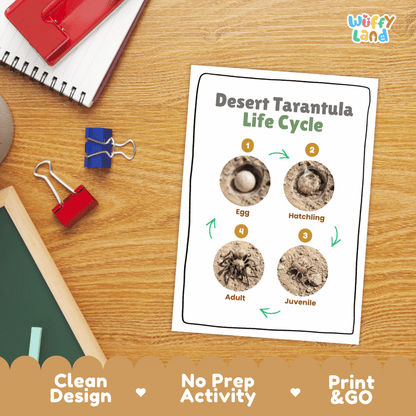 Desert Tarantula Life Cycle Poster and Cut and Paste Activity Worksheets