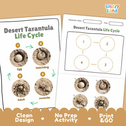 Desert Tarantula Life Cycle Poster and Cut and Paste Activity Worksheets