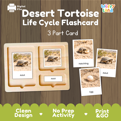 Desert Tortoise Life Cycle Flashcards 3 Part Cards Montessori Science Activity