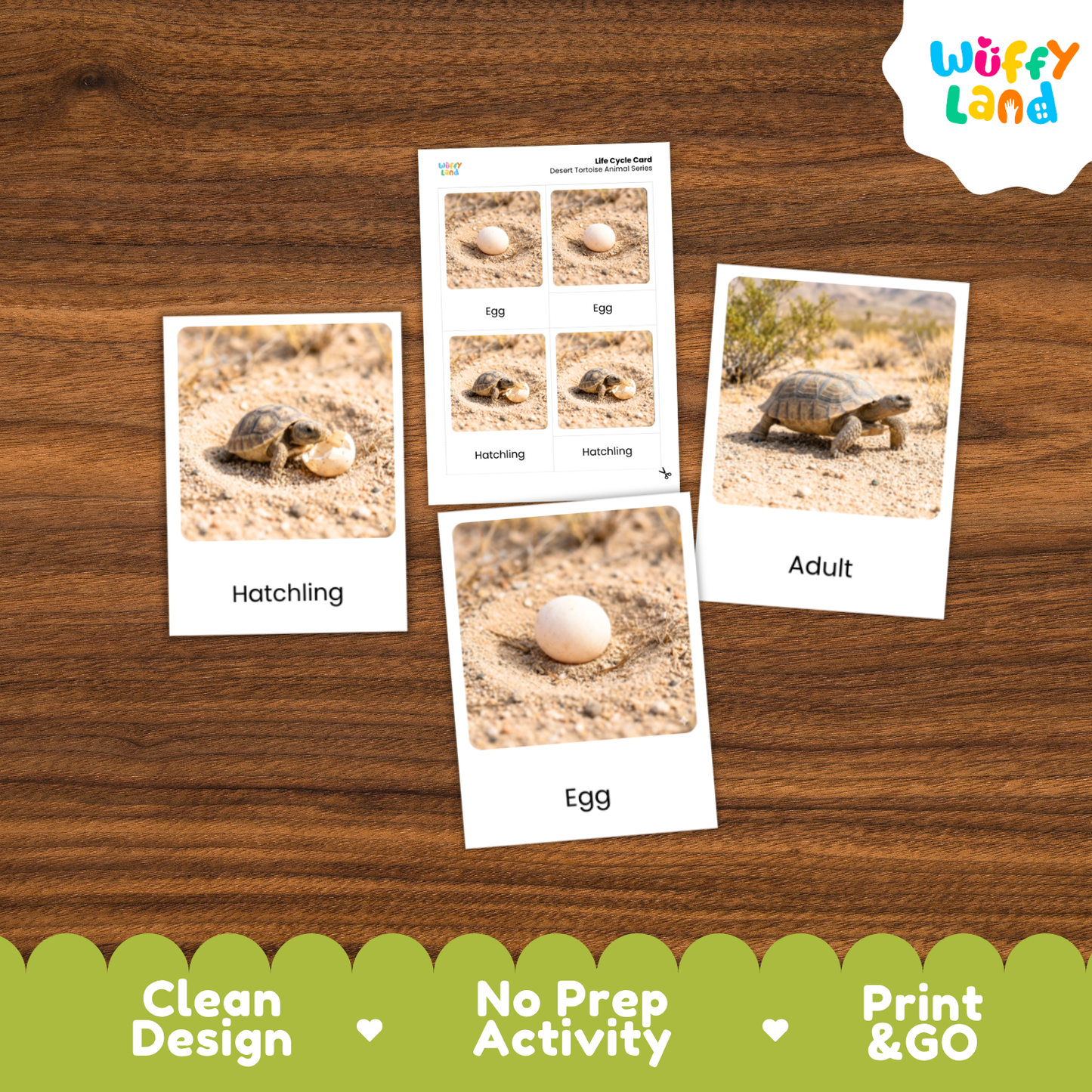 Desert Tortoise Life Cycle Flashcards 3 Part Cards Montessori Science Activity