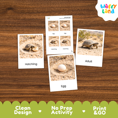 Desert Tortoise Life Cycle Flashcards 3 Part Cards Montessori Science Activity