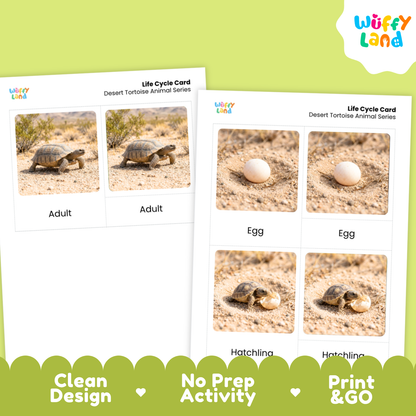 Desert Tortoise Life Cycle Flashcards 3 Part Cards Montessori Science Activity
