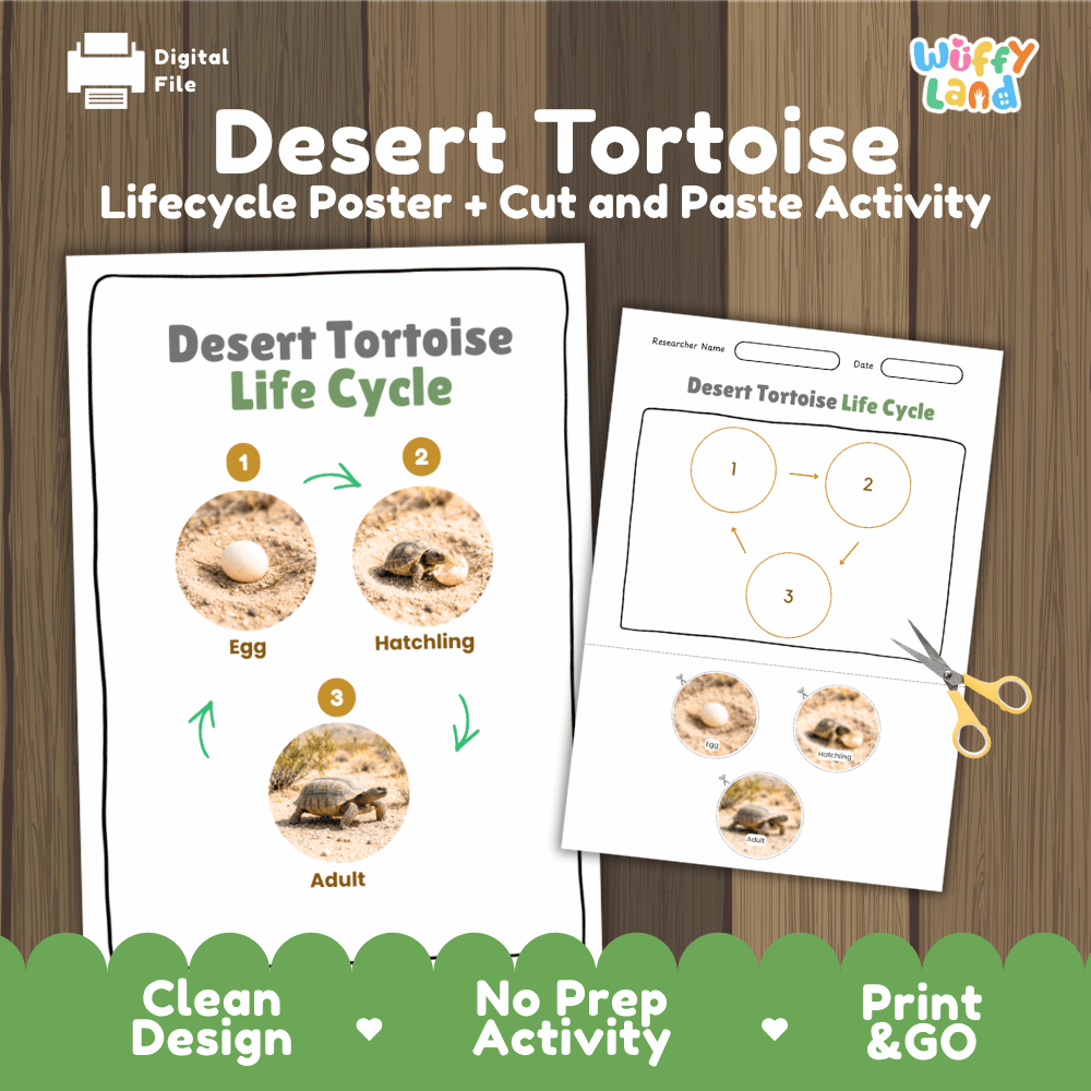 Desert Tortoise Life Cycle Poster and Cut and Paste Activity Worksheets
